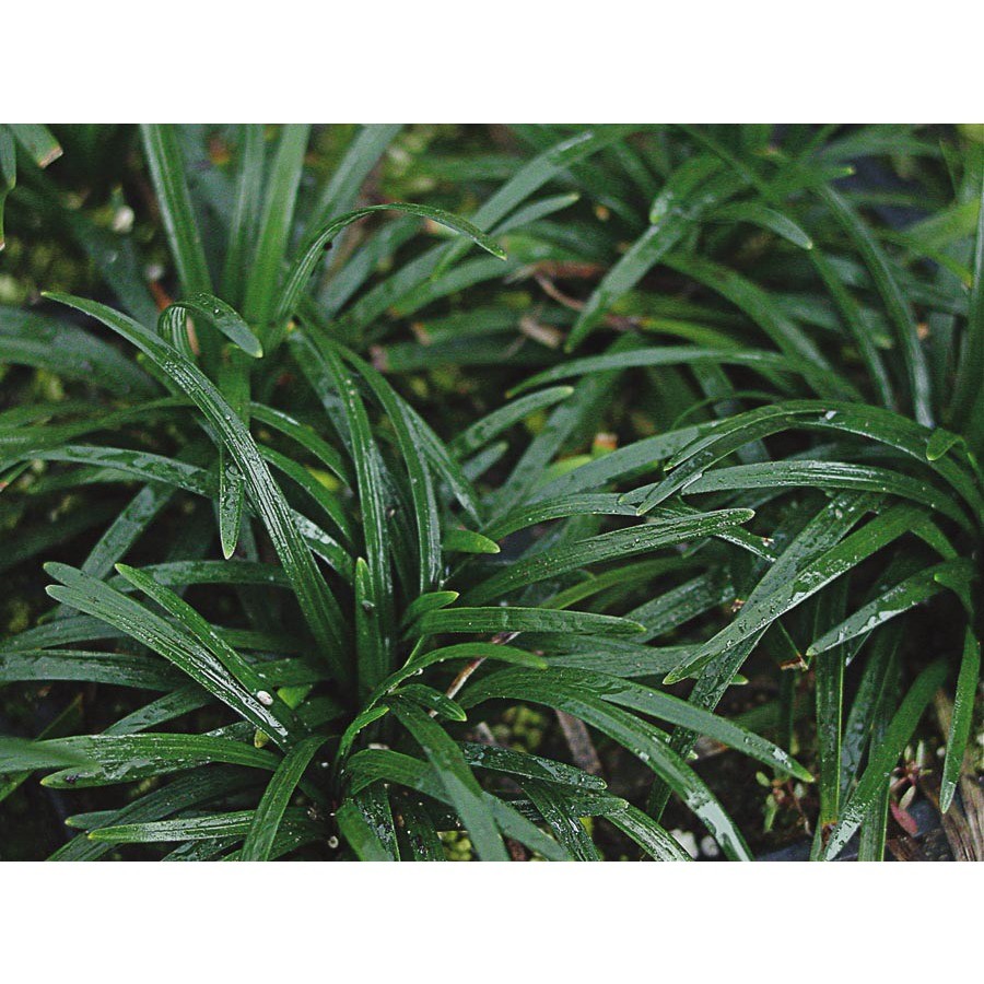 Dwarf Mondo Grass-1-2 inches tall/25 single plants/well rooted!