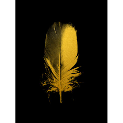 Gold Effect Yellow Black Single Feather Texture Framed Wall Art Print 12X16 In