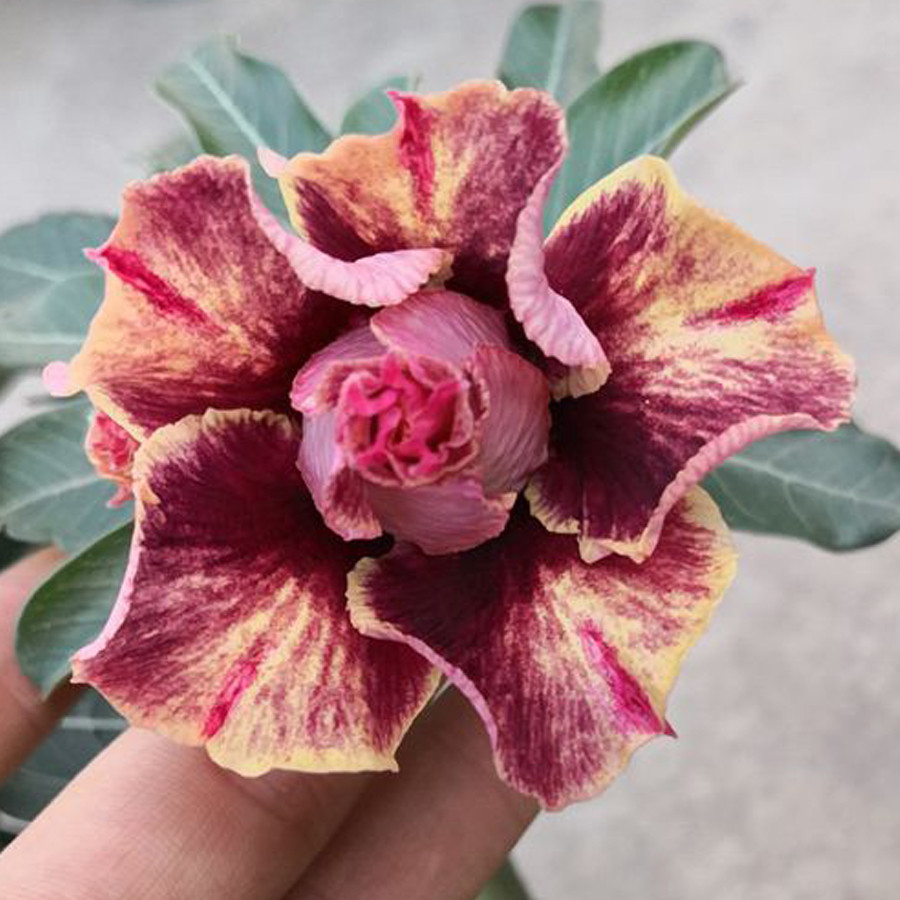 Адениум Desert Rose