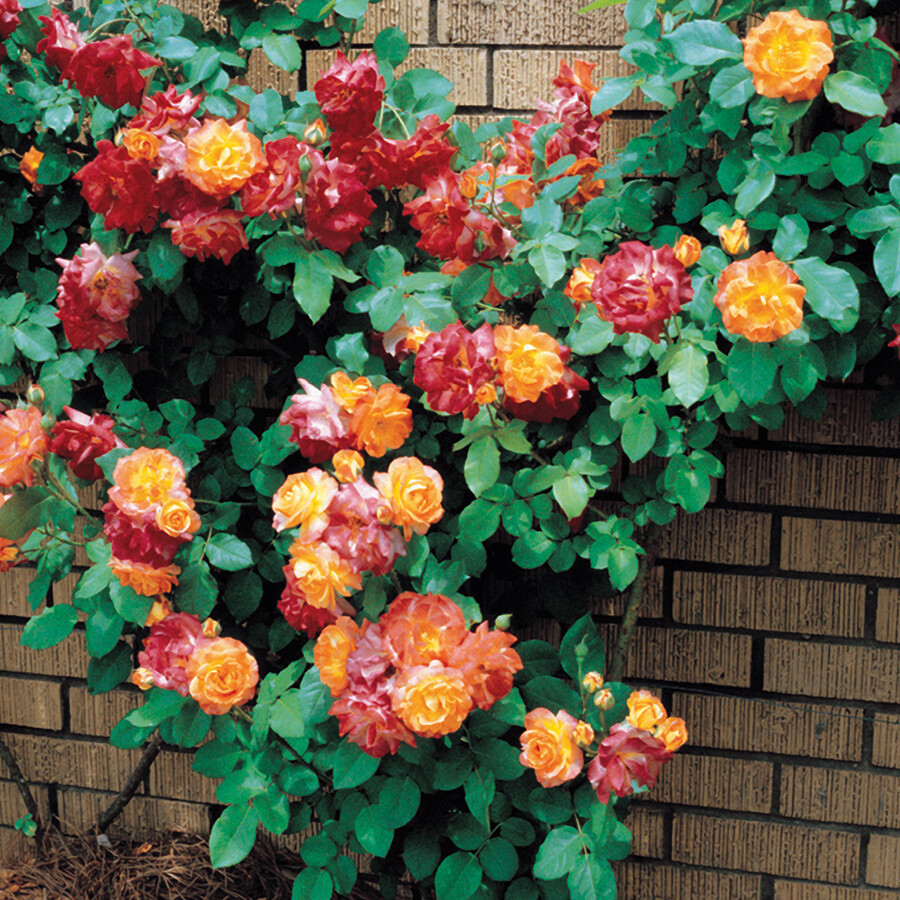 Live Rose (climbing, bicolor) - Rosa climber 'Joseph's Coat' Plant Fit 5Gal Pot
