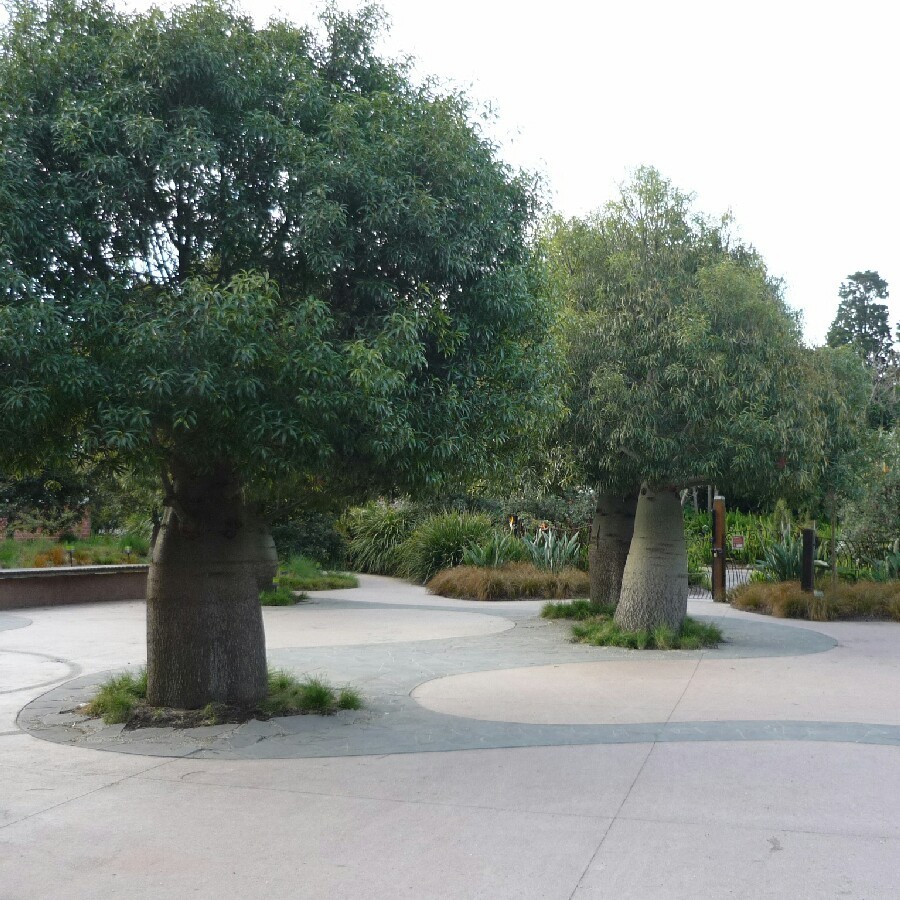 4 FT - QUEENSLAND BOTTLE TREE ~ Brachychiton rupestris - Seedling / Tree / Plan