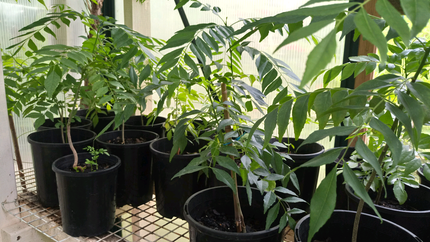 Curry plant for sale 