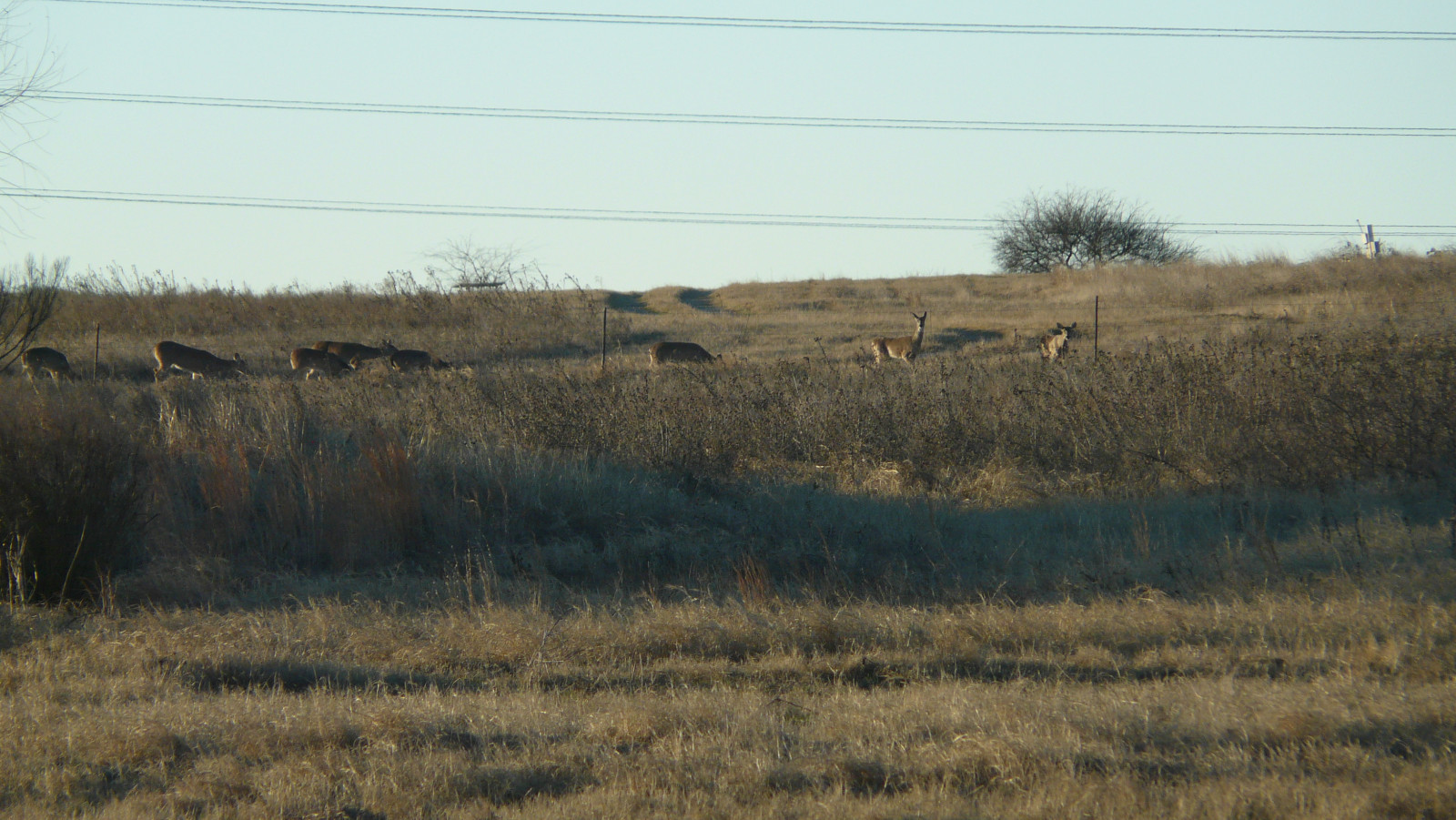 Texas White Tail Deer Archery Hunts Eastland Co.Texas