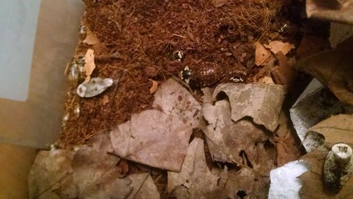 20 Chrome roaches (Gyna caffrorum) - live pet feeder insect