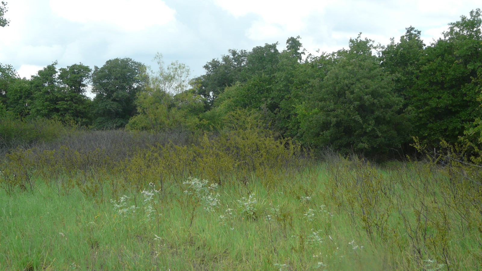 Texas White Tail Deer Archery Hunts Eastland Co.Texas