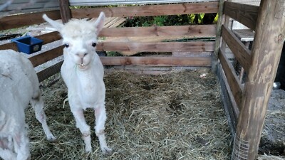 raw alpaca fiber WHITE  16oz