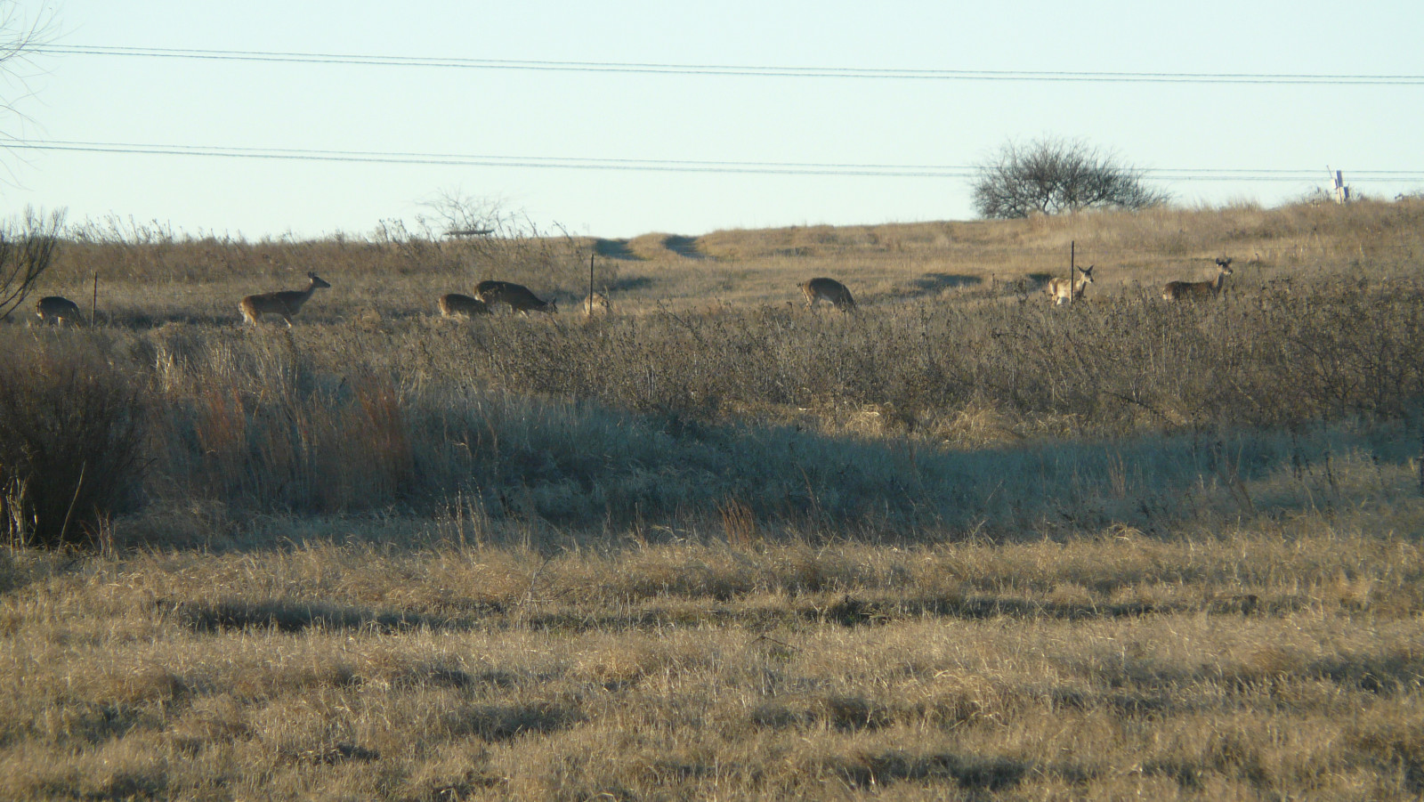 Texas White Tail Deer Archery Hunts Eastland Co.Texas