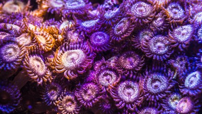 Jason Fox Mohican Sun Zoas (Easy Rare Polyps Zoanthid Salt reef Grower beginner 