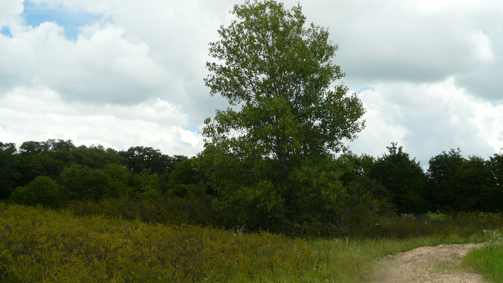 Texas White Tail Deer Archery Hunts Eastland Co.Texas