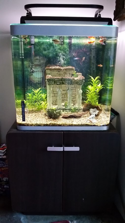 Tropical Fish Tank Complete Setup in Chipping Norton, Oxfordshire