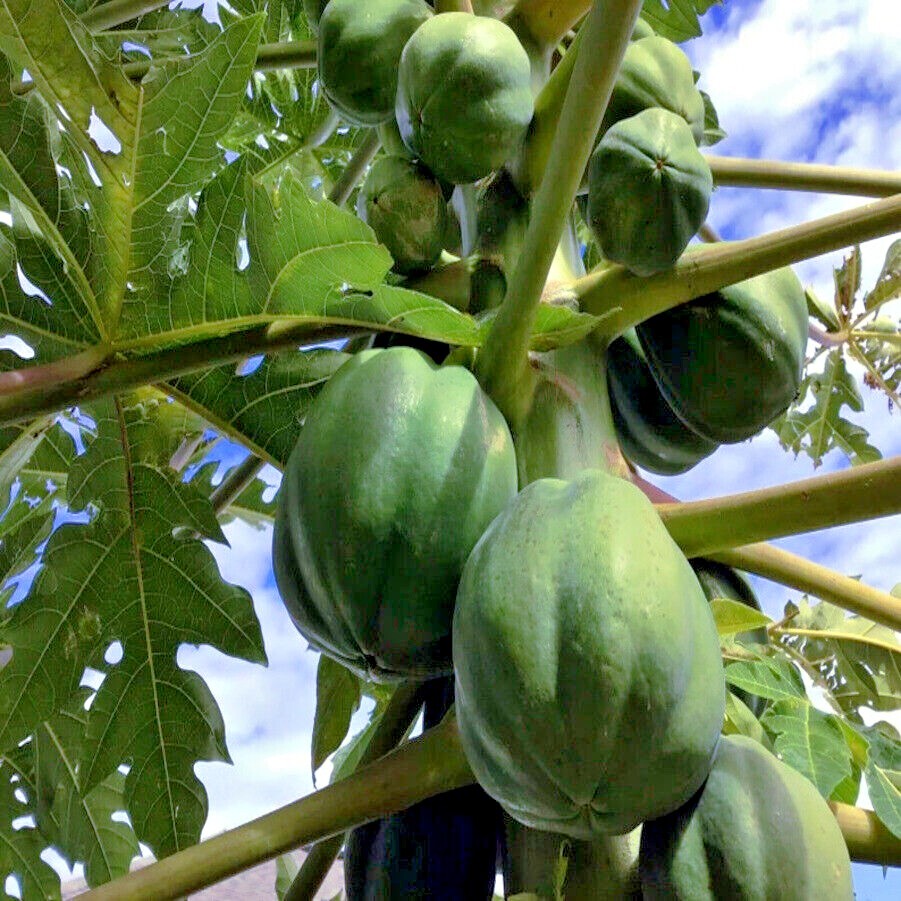20 "DWARF SOLO WAIMANALO TREE SEEDS" (Carica Papaya) Fast Fruit Houseplant