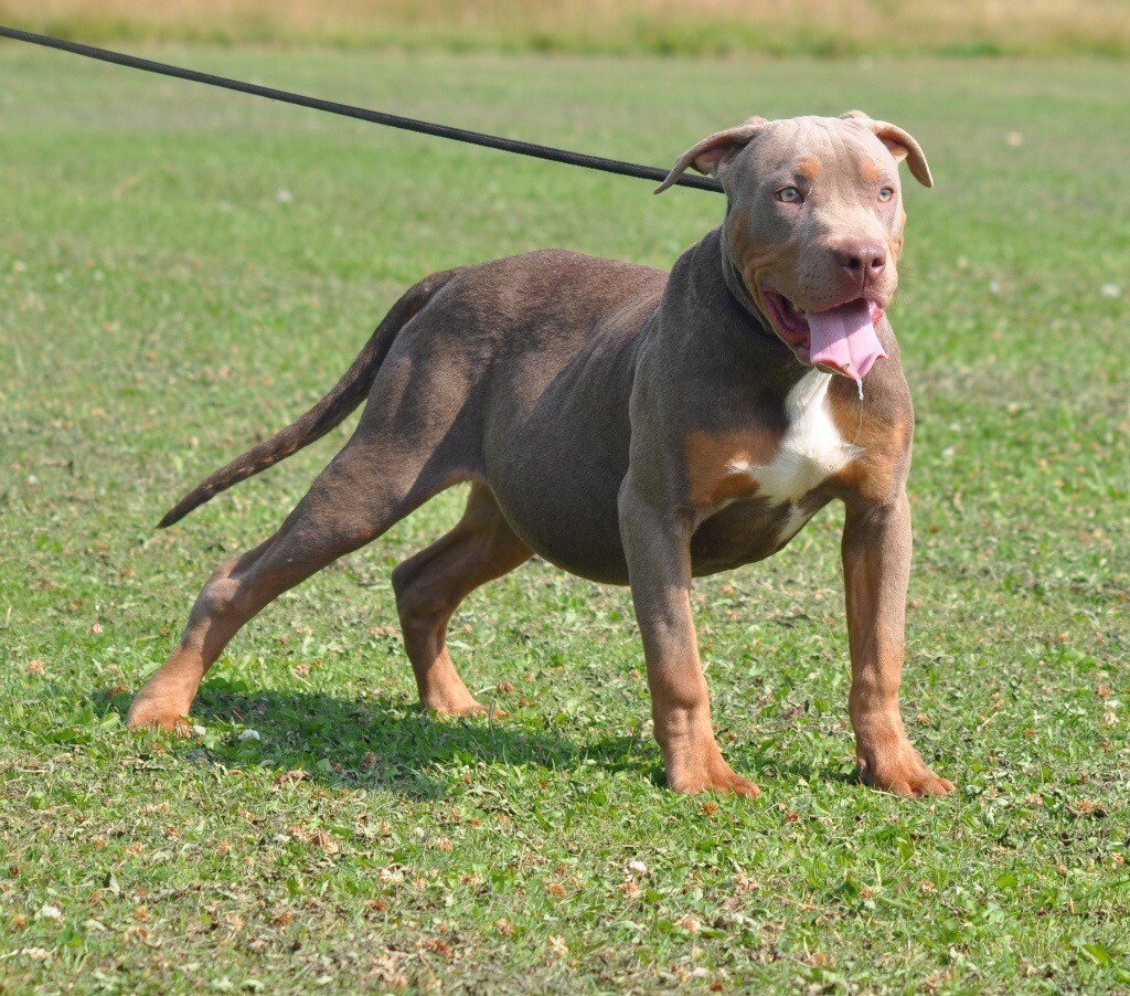 xl bully chocolate tri in Doncaster, South Yorkshire Gumtree