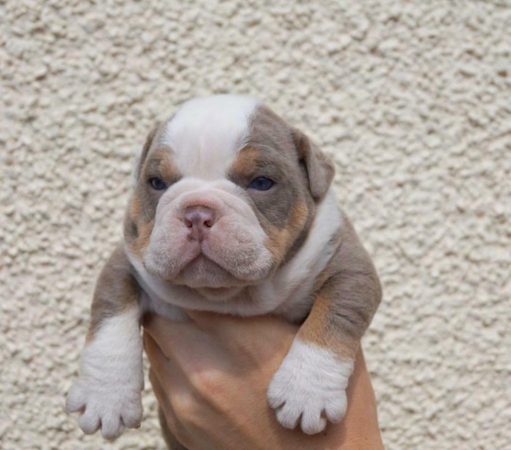 olde english pups for sale in Ebbw Vale, Blaenau Gwent Gumtree