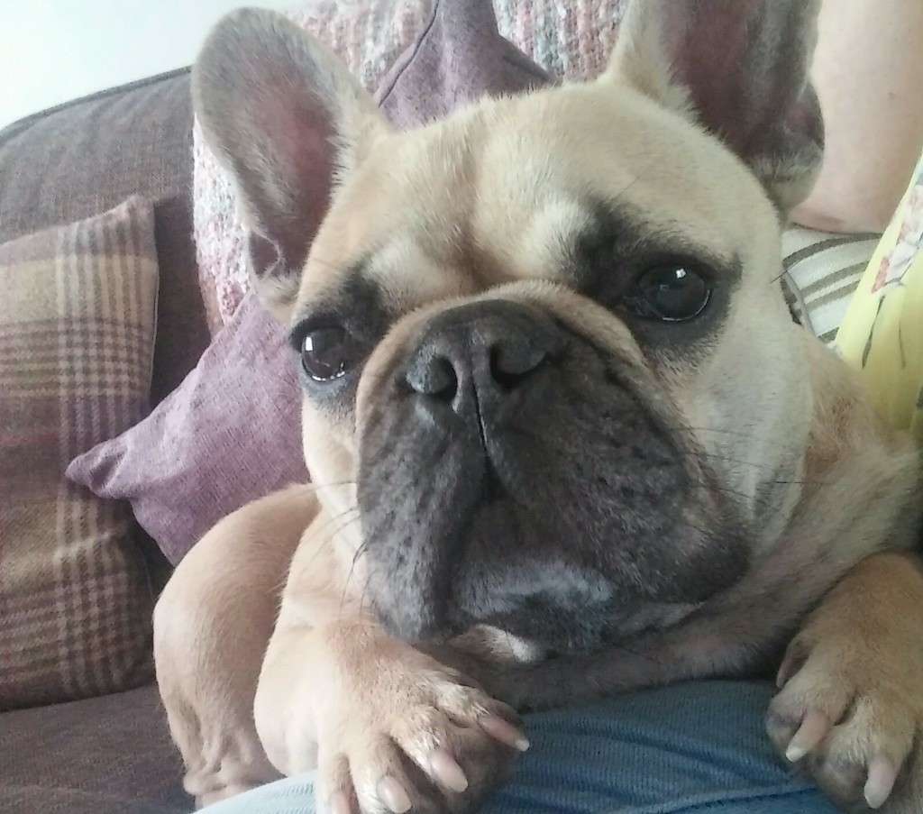 45 Fawn Black Mask French Bulldog Image Bleumoonproductions