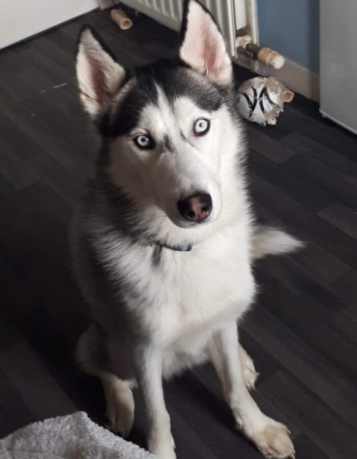 Siberian Husky for Sale in Wishaw, North Lanarkshire Gumtree