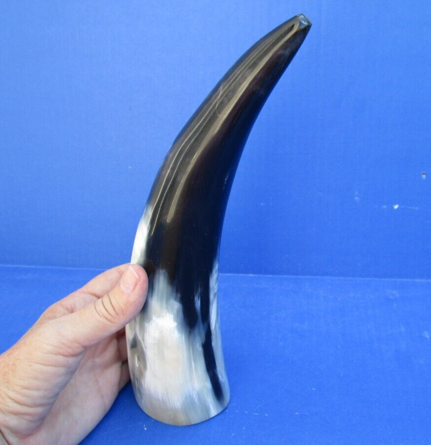 11 inch polished White Cattle/Buffalo horn from India taxidermy # 47778