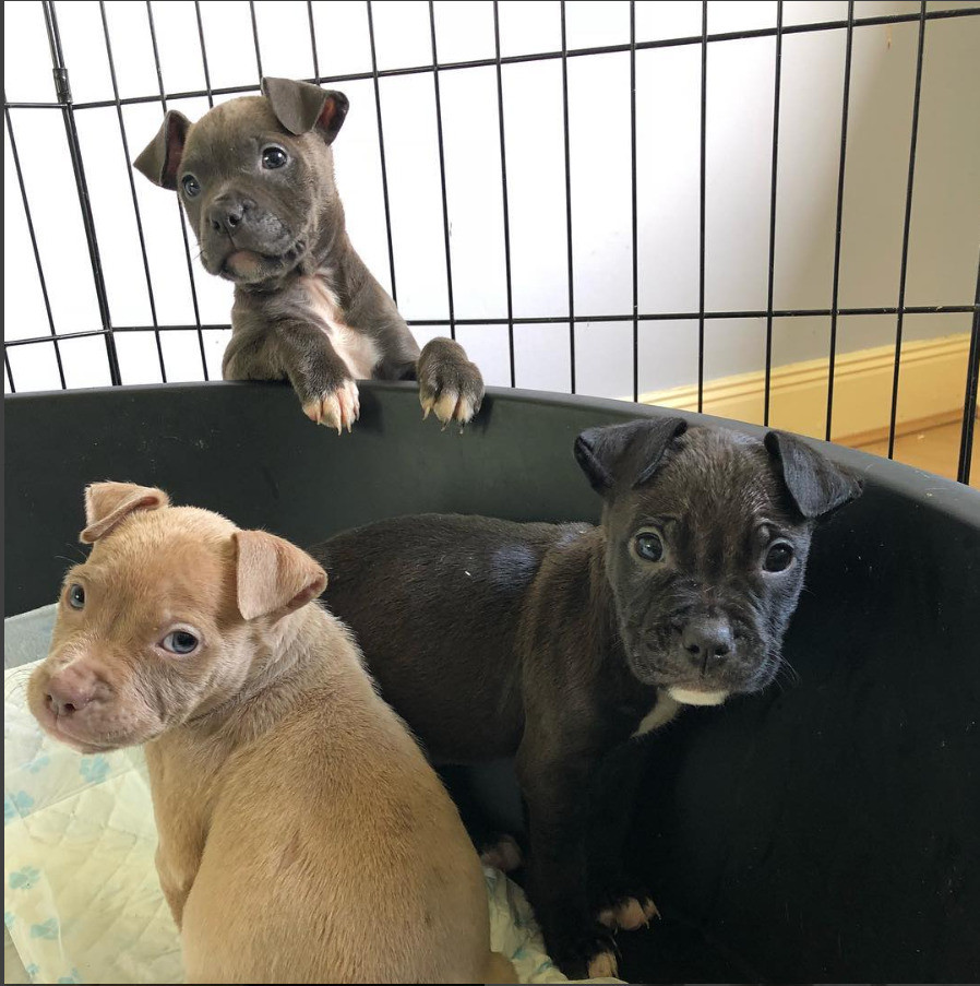XL BLUE STAFFY PUPS FOR SALE in Coatbridge, North Lanarkshire Gumtree