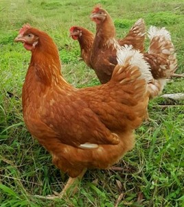 Download CHICKENS (quality laying hens) point of lays | Birds ...