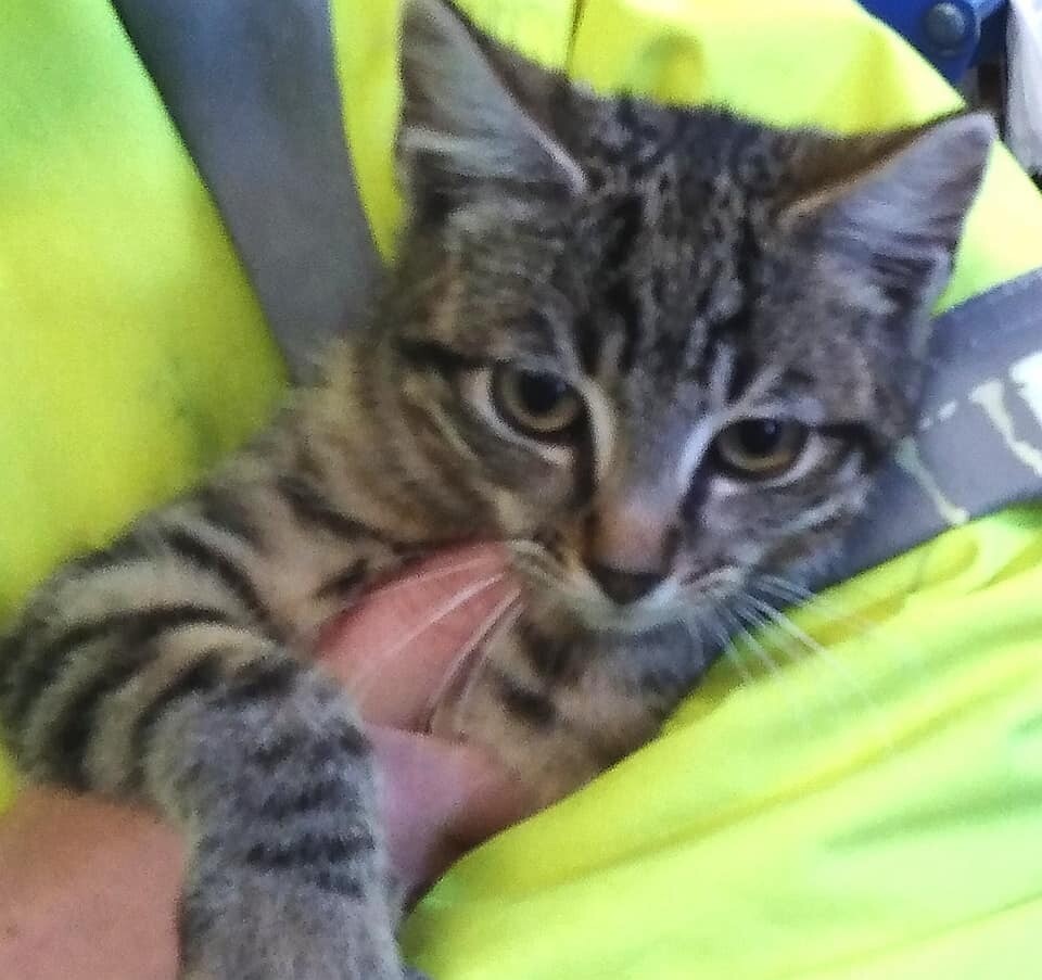 4 kittens are needing good homes in Newtownabbey, County Antrim Gumtree