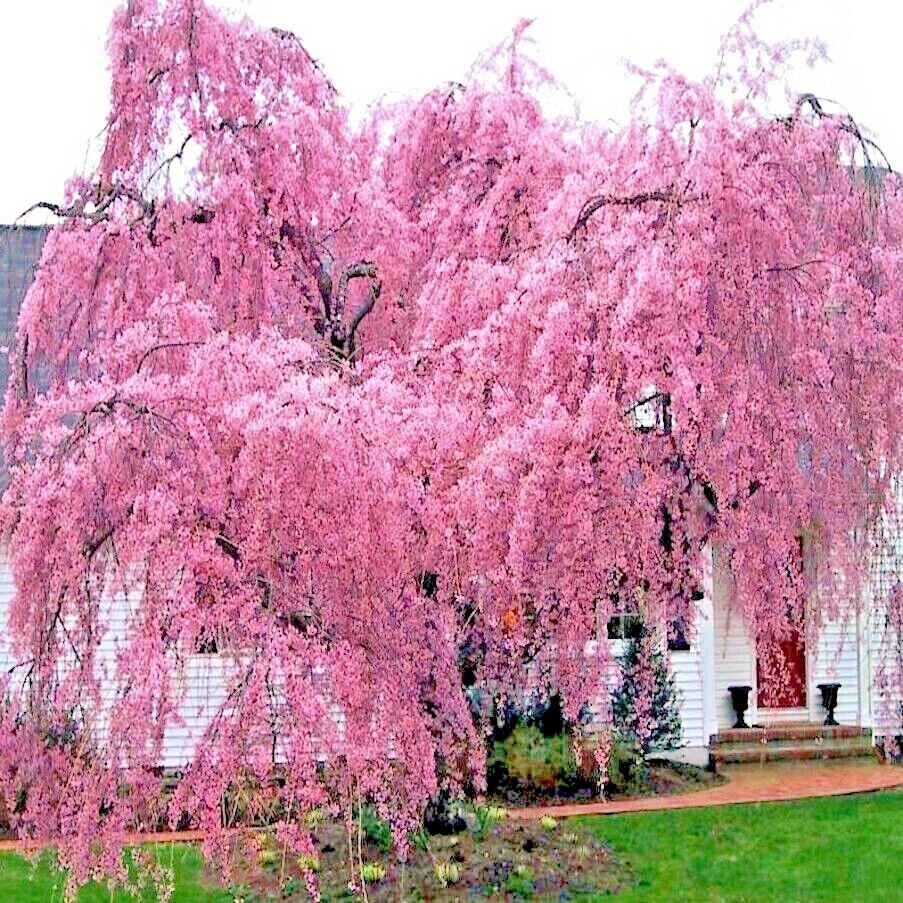 cherry blossom 様 Amazon.com : Japanese Cherry Blossom Seeds, Bonsai Seeds