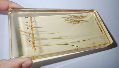 Rice Germination 8 Stages Development Set Amber Clear Lucite Learning Aid T732A