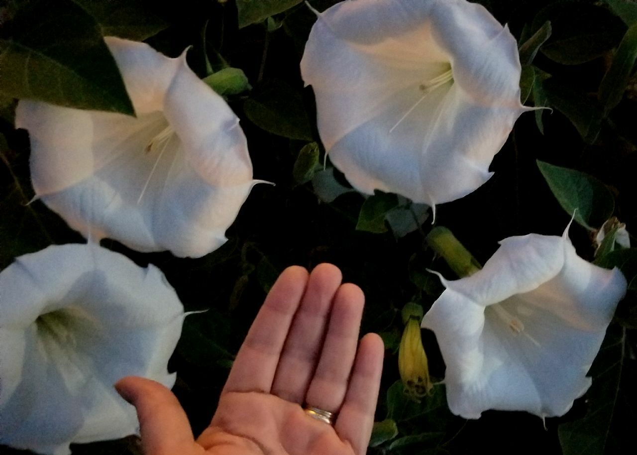 DaTuRa - ayaya USA Datura inoxia Moon flowers Parent plant is 65 years old