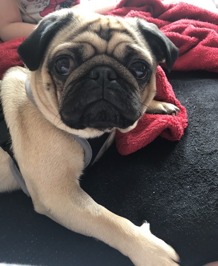 Pug 2 years old in Corstorphine, Edinburgh Gumtree