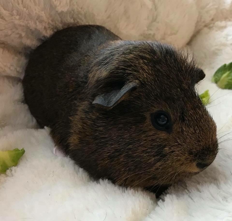 Baby boy guinea pig for sale in Winchester, Hampshire Gumtree