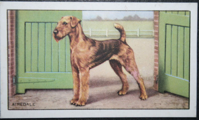AIREDALE TERRIER  Vintage 1936 Illustrated Dog Card  DD09M