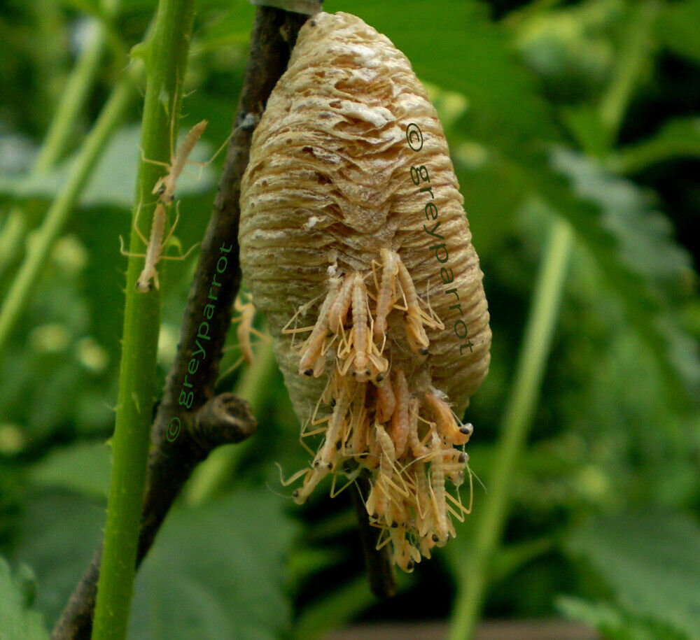 Fresh Picked Praying Mantis Egg Cases Ootheca Species Trio (3) for 2024 Hatch!