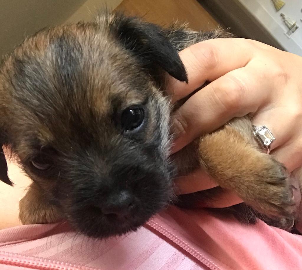 Puppies for sale in Auckland, County Durham Gumtree