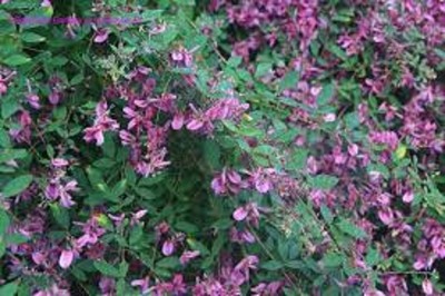 5 LBS KOREAN LESPEDEZA SEED CATTLE,GOATS,HORSE,DEER,TURKEY, PASTURE,FOOD PLOT