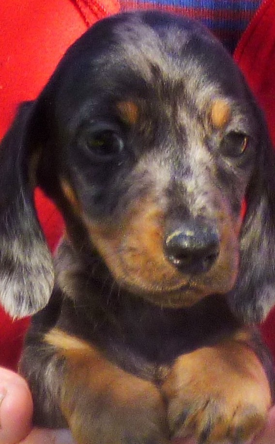 Female Silver Dapple Mini Smooth Dachshund Puppy in Camborne, Cornwall Gumtree
