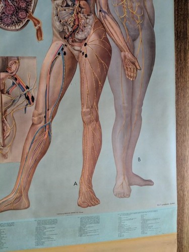 Vintage Denoyer-Geppert pull down Anatomy Chart - Lymphatic System - Mid Century