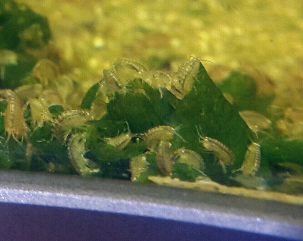 Mexikanische Bachflohkrebse ( Hyalella azteca ) Lebend-Futter | Fische Aufzucht