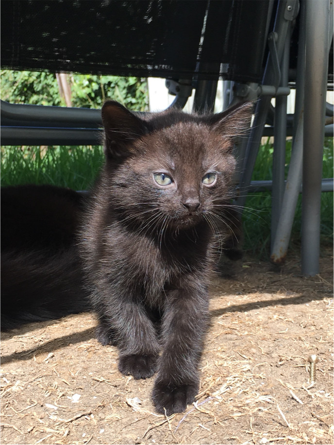 Two Lovely Kittens For Sale in Surbiton, London Gumtree