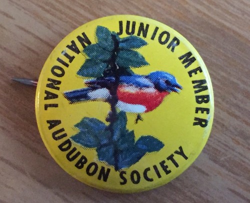 6 Vintage National Audubon Society Junior Member Pinback Button Pin Bluebird USA