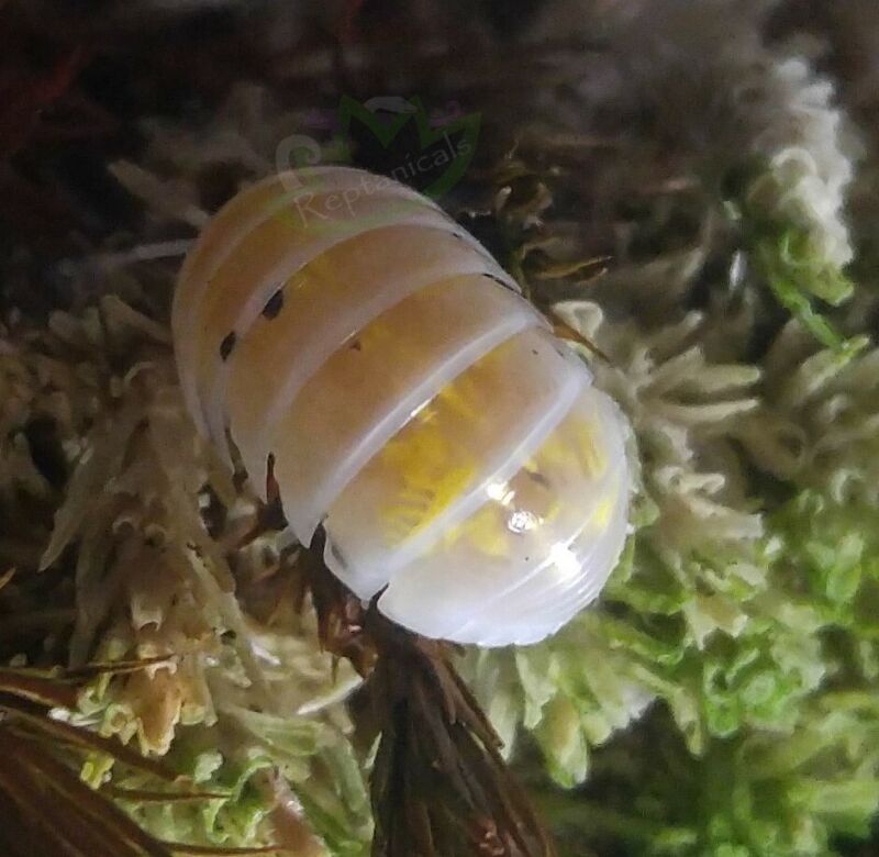 12+ Japanese Magic Potion Isopods (A. vulgare) Vivarium Clean-up Crew SHIPS FREE
