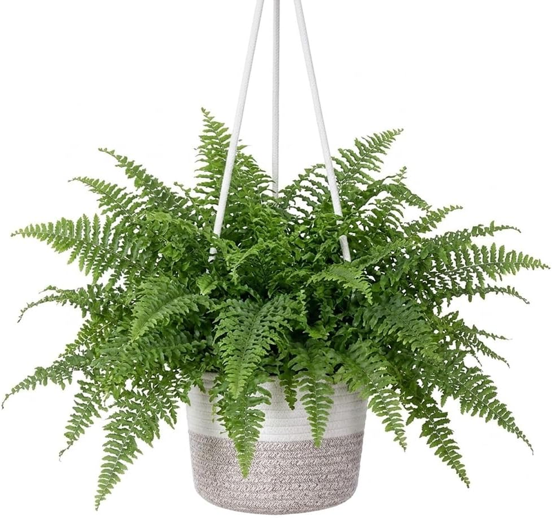 Hanging Plant Pot with Rope, Indoor Outdoor Decorative Planter Basket for Wall M