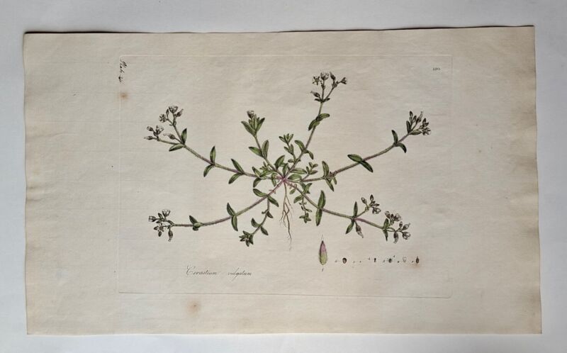 Flora Londinensis London Botany Botanical Curtis Hand-Coloured Engraving 1798