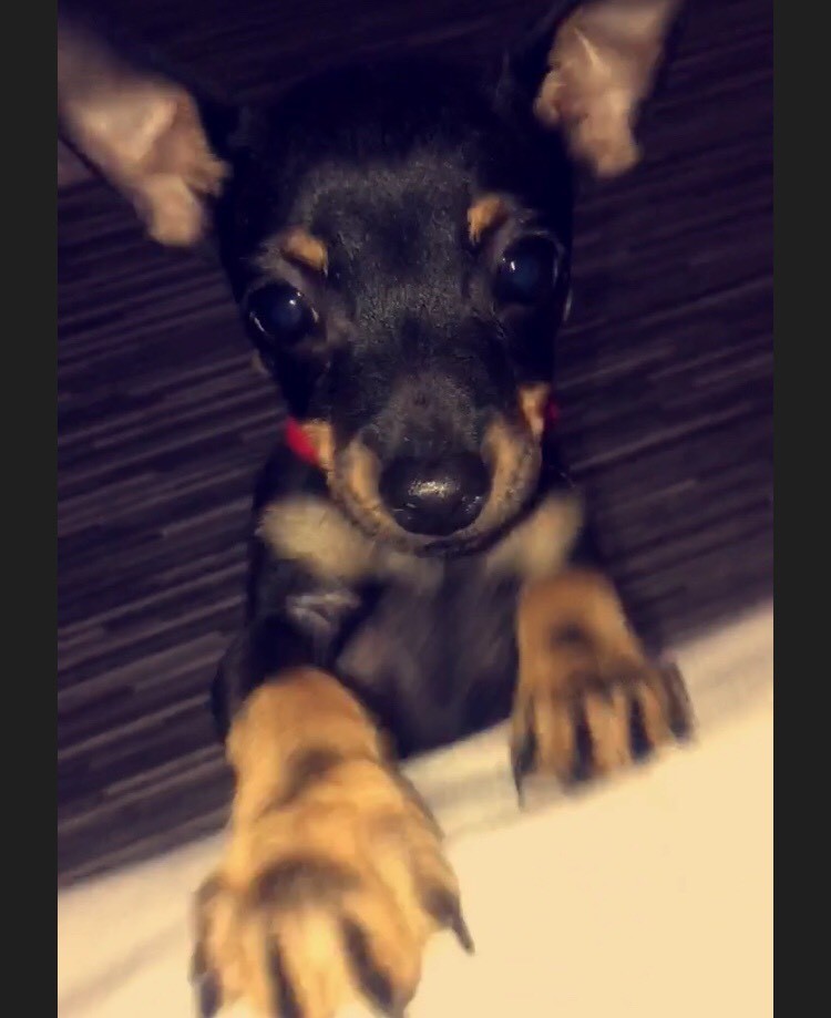 Male Russian toy terrier puppy in Chingford, London Gumtree