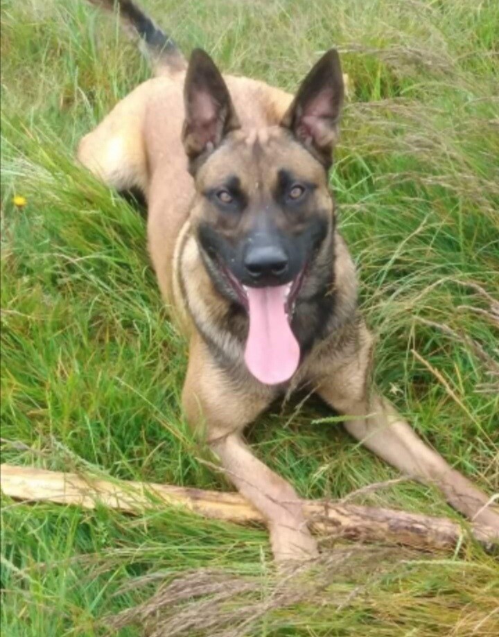 Belgian Malinois x German Shepherd (Czech line) in Birkenhead