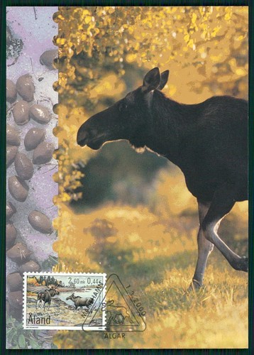 ALAND MK 2000 FAUNA TIERE ELCHE ELK MOOSE MAXIMUMKARTE MAXIMUM CARD MC CM er61