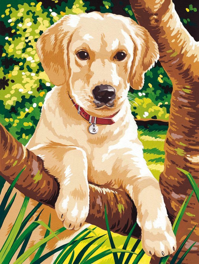 Junger Hund - Malen nach Zahlen - Klein - Mammut Vorlage Malvorlage Hunde