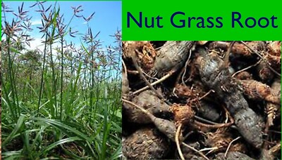 Nut Grass Root 1 oz, Nutsedge Root,Nagarmotha,Cyperus rotundus