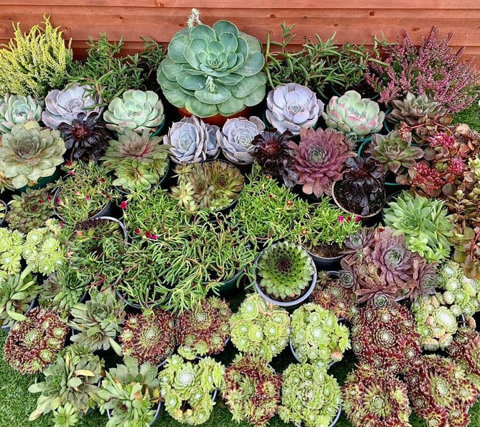 Large Outdoor Plants for sale in UK View 45 bargains