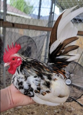 6 Serama Bantam Hatching Eggs 4-H Kikiriki Teacup Chicken