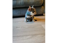 Bulldog In Rochdale Manchester Dogs Puppies For Sale Gumtree