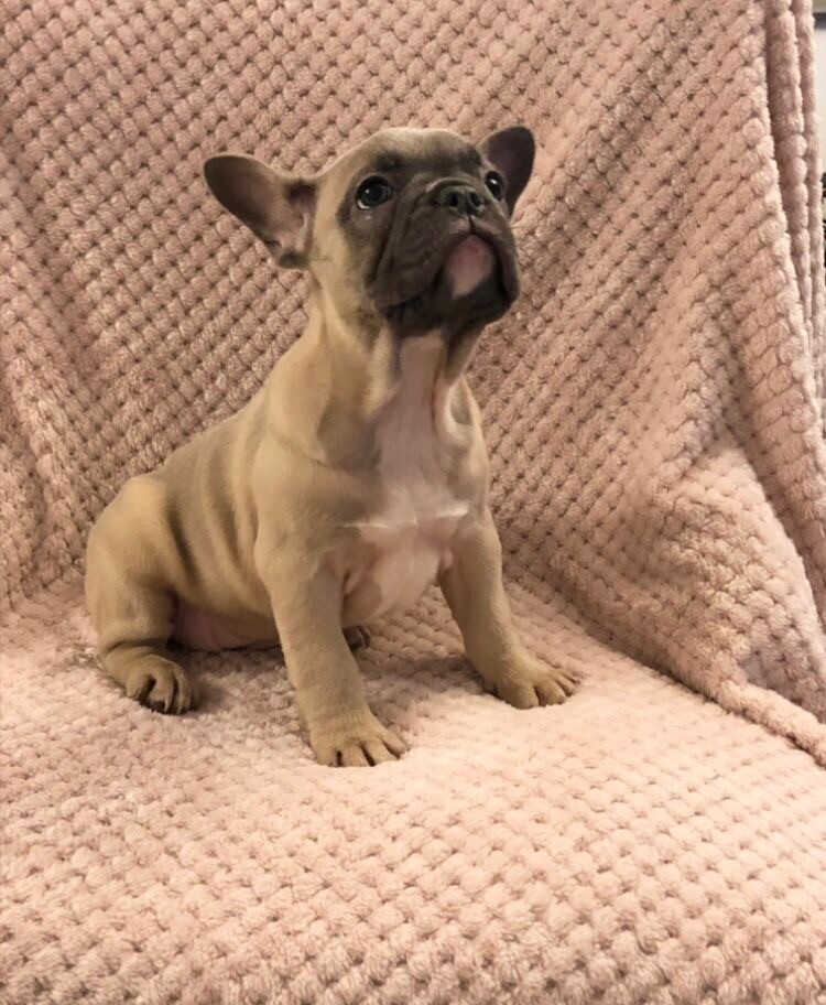 French Bulldogs In Rochdale Manchester Gumtree