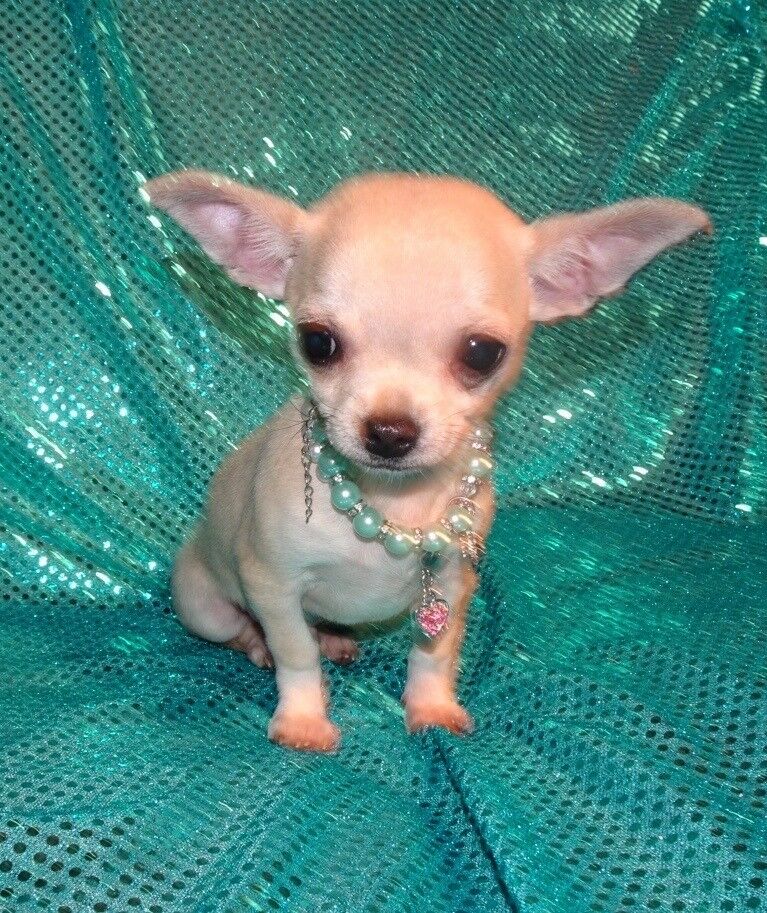 Tiny Kc Registered Blue Fawn Chihuahua Male Puppy in